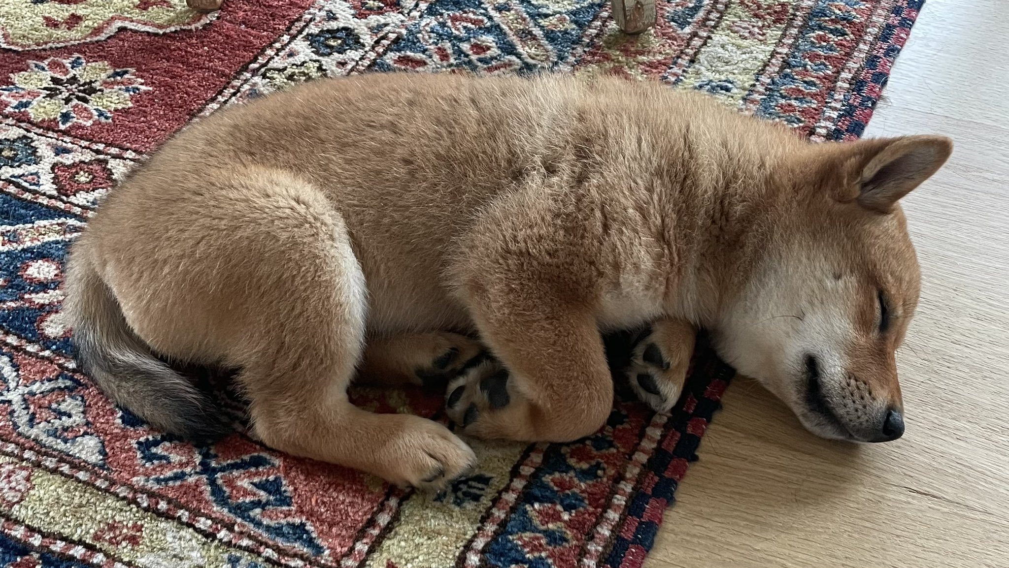 floki-inu-price-jumped-by-roughly-85-after-elon-musk-posted-a-photo-of-his-dog-on-twitter[1].jpeg