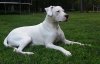 DogoArgentinoSaleyPurebredDog15Months5.jpg